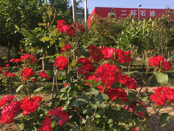 �ֲʻ㡤(�й���)���޹�˾����